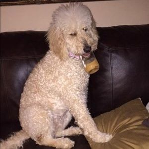 Meet your Posher, Randy